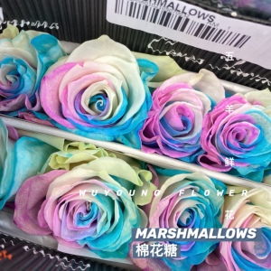 情人节厄瓜多尔进口玫瑰marshmallows棉花糖10支家庭花束鲜花顺丰