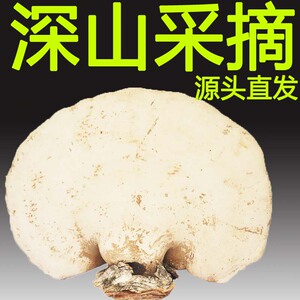 80西藏天然纯野生白灵芝玉芝桦剥管菌整枝白桦树白踢灵芝可切片林芝