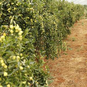 椰枣苗树苗当年结果