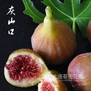 盆栽哥无花果●黑山口白山口灰山口花山口无花果苗 大连