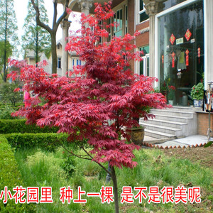 日本红枫树苗美国红枫树苗庭院大小苗盆栽盆景红叶植物