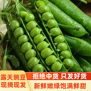 青豆豌豆新鲜带壳弯豆云南农家露天蔬菜现摘水果甜嫩碗豆角荚甜豆