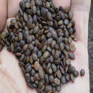 大叶相思种子台湾相思树种子马占相思种子 园林绿化苗木造林种子