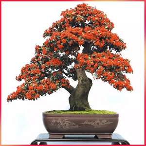 火棘吉祥果盆景老桩观果植物四季常青净化空气阳台客厅一物一拍