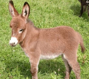 纯种宠物驴活体 迷你驴 儿童骑乘小毛驴幼驴苗 观赏驴