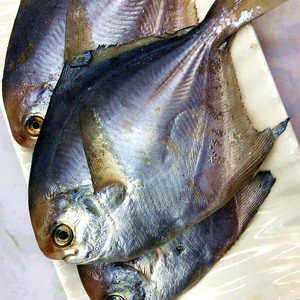 白鲳鱼鲜活小银鲳鱼新鲜冷冻海鲜平鱼新鲜冷冻鲳鳊鱼海白昌鱼5斤