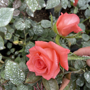 半岛花园 灌木月季影星月季 橙红色勤花玫瑰四季开花耐热