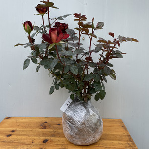 骇客切花玫瑰花苗暗黑黑金色系列特大花茶香灌木四季开月季花大苗