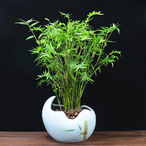 米竹盆景苗凤尾竹观音竹丛生盆景竹子苗四季常青盆栽观赏竹子