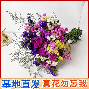 【大束】勿忘我鲜花干花束真花自然风干家居室内装饰云南基地直发