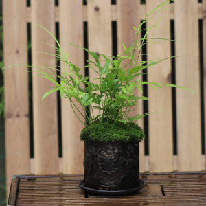 00gao_1319淘宝山野选集 蕨类植物剑叶凤尾蕨盆栽陶盆书房茶