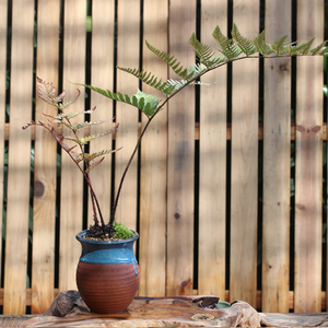 山野雅居【红盖鳞毛蕨】观叶蕨类植物盆栽易养办公桌面净化空气