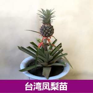 正宗台湾引进地菠萝苗 凤梨苗 盆栽地栽 台农一号凤梨苗