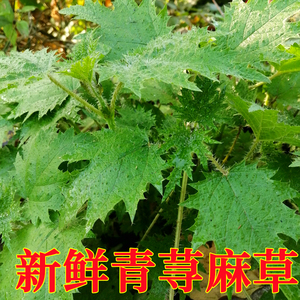 新鲜青活麻荨麻 咬人草老虎麻蛰人草火麻带茎枝叶500克药用烫火锅