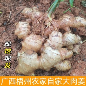 广西农家土生姜新鲜风干食用小黄姜生姜老姜当季现挖现发净重5斤