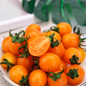 黄色小番茄现摘新鲜水果圣女果黄珍珠孕妇水果5斤自然熟小西红柿