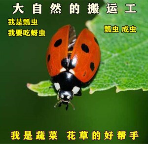 七星瓢虫宠物