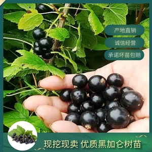 12辉煌园林淘宝正宗四季生台湾嘉宝果树苗黑加仑苗树葡萄盆栽南北方