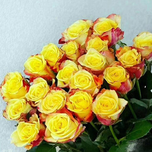 【闪耀玫瑰花苗】复色月季大花浓香带花苞花卉观花绿植物阳台盆栽