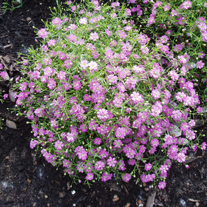 吉普赛满天星花苗花卉盆栽室内绿植物四季易活好养花苞开花不断