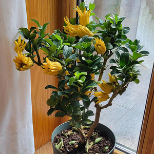 金华佛手盆栽盆景千指佛手小果品种金华佛手盆栽佛手带果盆景包邮