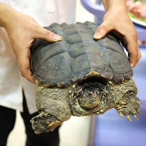 鳄龟大鳄龟变异鳄龟活体鳄龟鳄龟食用饲料鳄龟小鳄龟爆刺鳄龟包邮