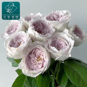 珍珠牛乳珍珠奶茶月季花苗日本新品切花阳台庭院盆栽四季开花玫瑰