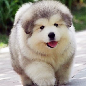 阿拉斯加犬幼犬头像图片