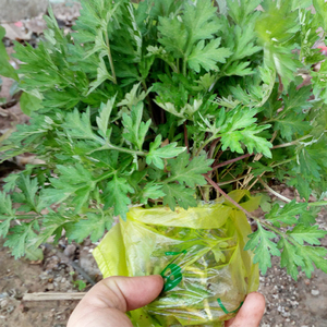 新鲜艾草苗艾叶野生艾草苗艾粑粑艾叶苗50棵包邮