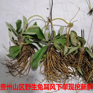 兔耳风新鲜500克包邮贵州中药材兔耳草毛大丁巴地香贴地香一支香