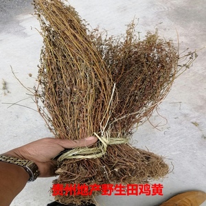 野生田基黄中药材 黄花仔 新货黄金草 地耳雀舌草500克农家自晒