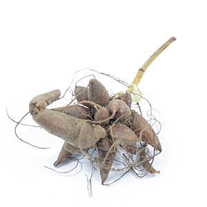 贵州苗家中药材新鲜红活麻根 小红麻根 红禾麻 红火麻纯根500包邮