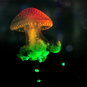 水母活体 澳洲斑点水母 南京神奇水母有限公司