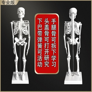 人体骨骼模型85cm小170cm大成人骨架全身脊椎医用瑜伽教学骷髅骨