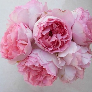 新品【伊芙雪伯爵/雪吻月季大苗】系列灌木切粉色大花浓香