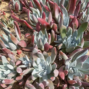 仙女杯苹果叶宽叶绿体海瑟白菊初霜多肉植物老桩绿植圆叶一物一拍