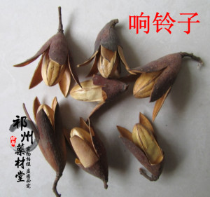 中药材 响铃子 香椿树花 椿树子 香铃子 香椿果实 香椿种子 500克