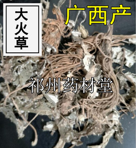 广西大火草