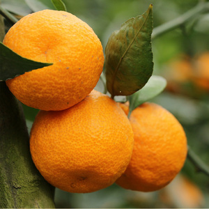 原产地发货四川特产汉源石棉黄果柑10斤青果桔子现摘新鲜应季水果