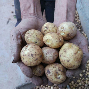 宜昌长阳新鲜土豆五斤高山老品种农家自种黄心红皮马铃薯小土豆