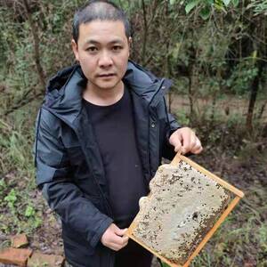 养蜂人飞哥 枣花蜜500g蜂蜜纯正天然蜂蜜农家自产无添加10斤包邮