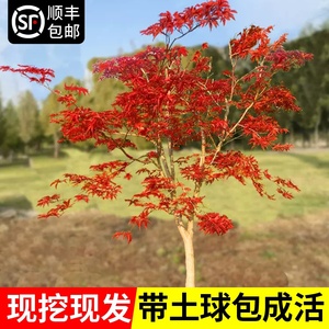 日本红枫树苗四季红舞姬庭院盆栽盆景中国原生小叶树名贵室外植物