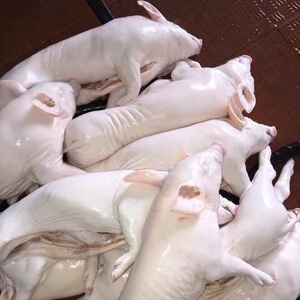 乳猪新鲜整只广式烧腊脆皮烤肉小香猪冷冻土猪肉一头13-15斤包邮