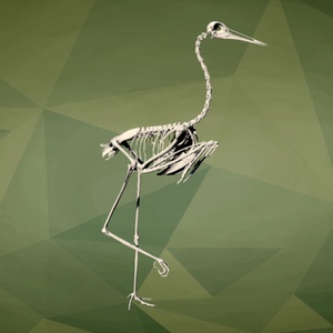 北美山鹤沙丘鹤骨骼3dmax模型文件3d打印obj stl fbx3d骨架maya