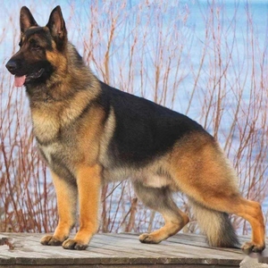 纯种平背德牧犬幼犬弓背德国牧羊幼犬大型犬黑背军犬警犬护院狼狗