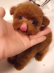 中山本地纯种灰色泰迪犬宠物狗幼犬活体茶杯狗飞耳泰迪小型犬小体