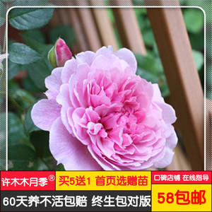 修女伊丽莎白欧月多花浓香阳台月季盆栽 超级丰花-许木木月季