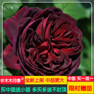 不眠之夜 欧月灌木月季苗黑鱼子酱切花藤本月季玫瑰花苗-许木木
