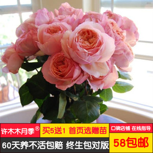 萨尔曼莎月季