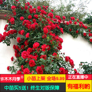 御用马车月季 经典正红色大型藤本多季节开花庭院花园花墙-许木木